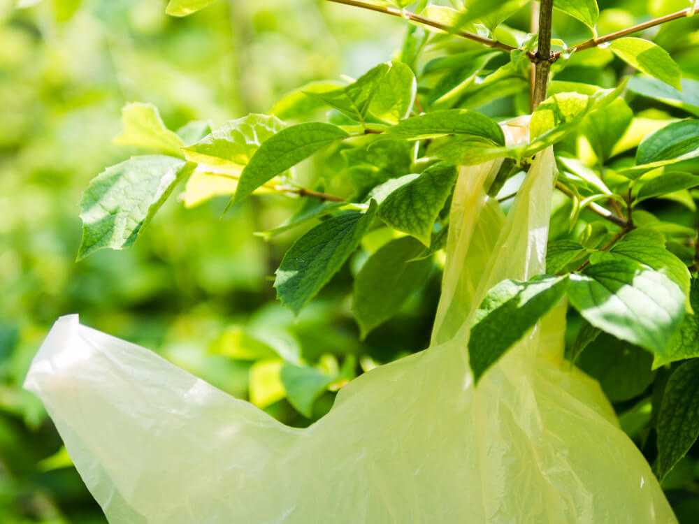 Bioplastica e plastica tradizionale differenze reali